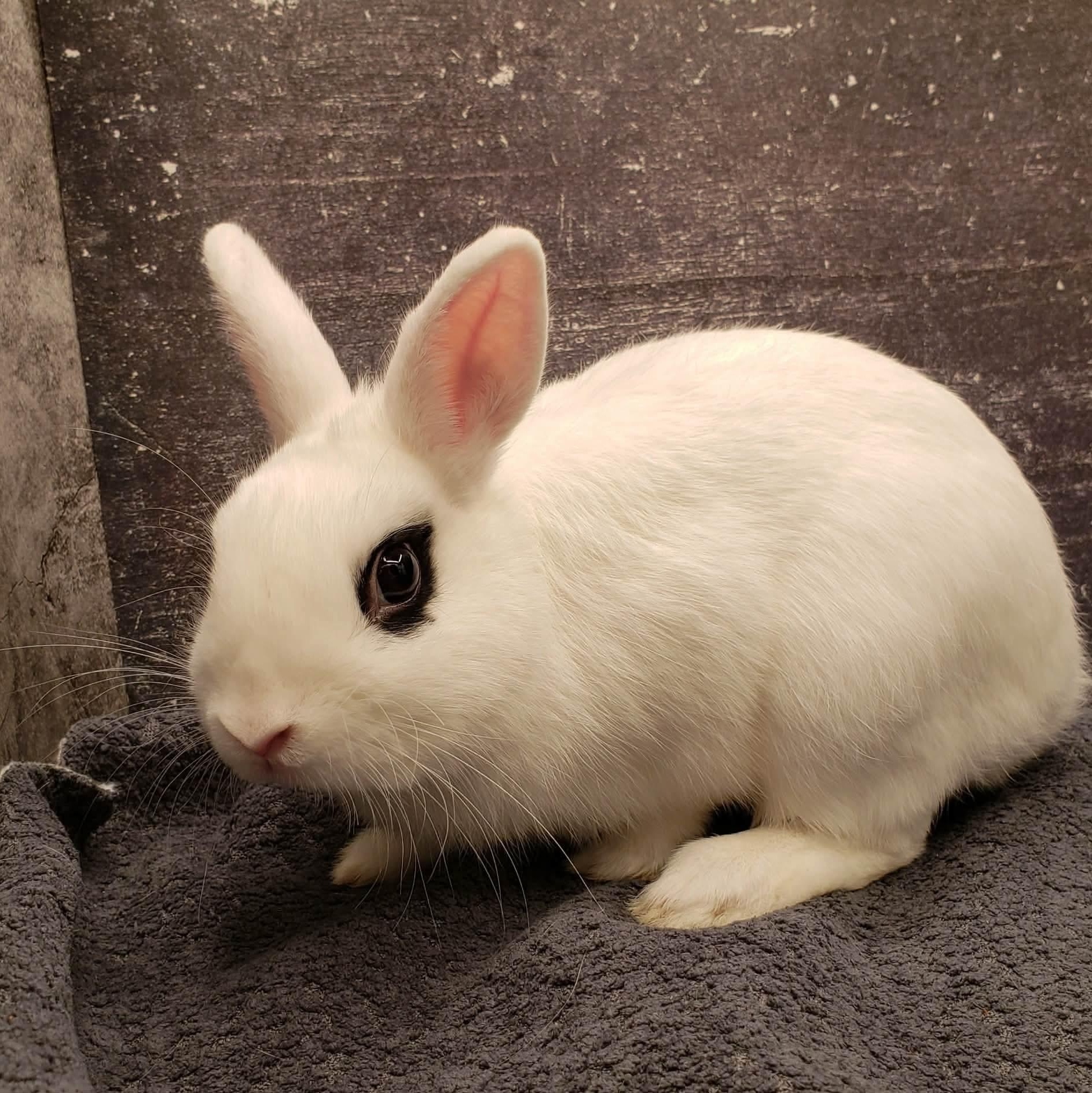 Enlarge Maeve, a ADOPTABLE Hotot in Salt Lake City, UT image 2/6