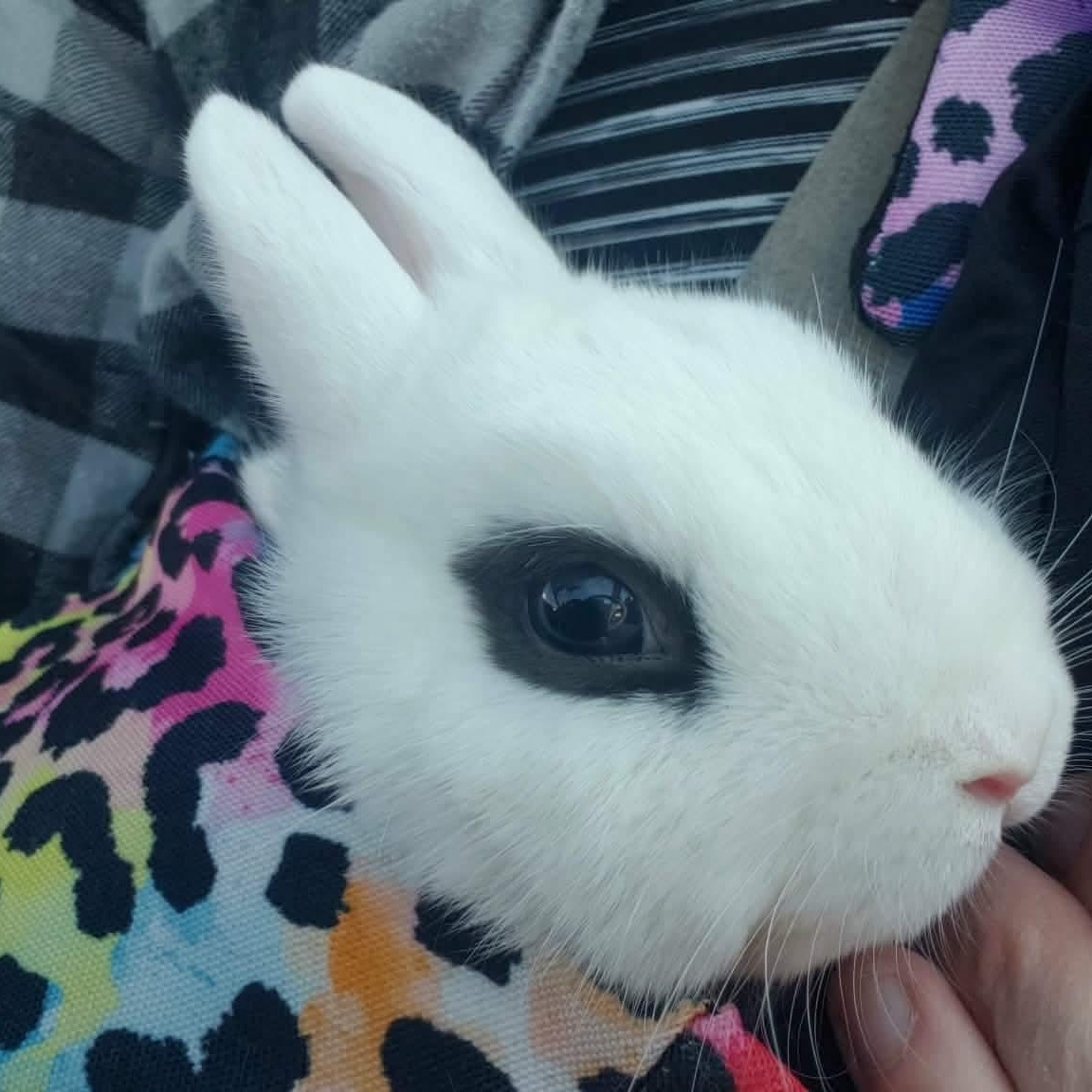 Maeve, ADOPTABLE, Adult Female Hotot.