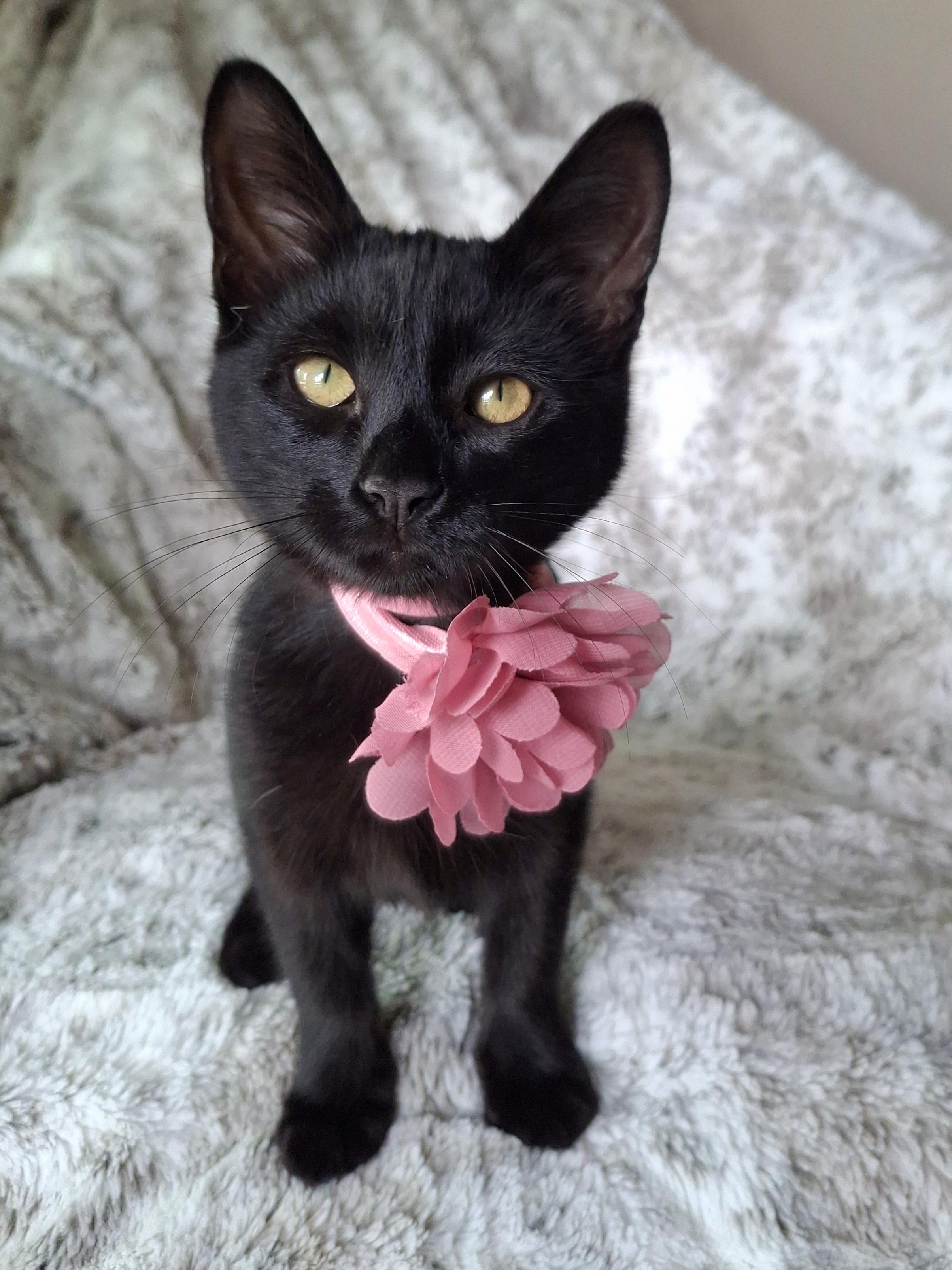Enlarge Topanga, an adopted mixed breed in Buena Park, CA image 1/6