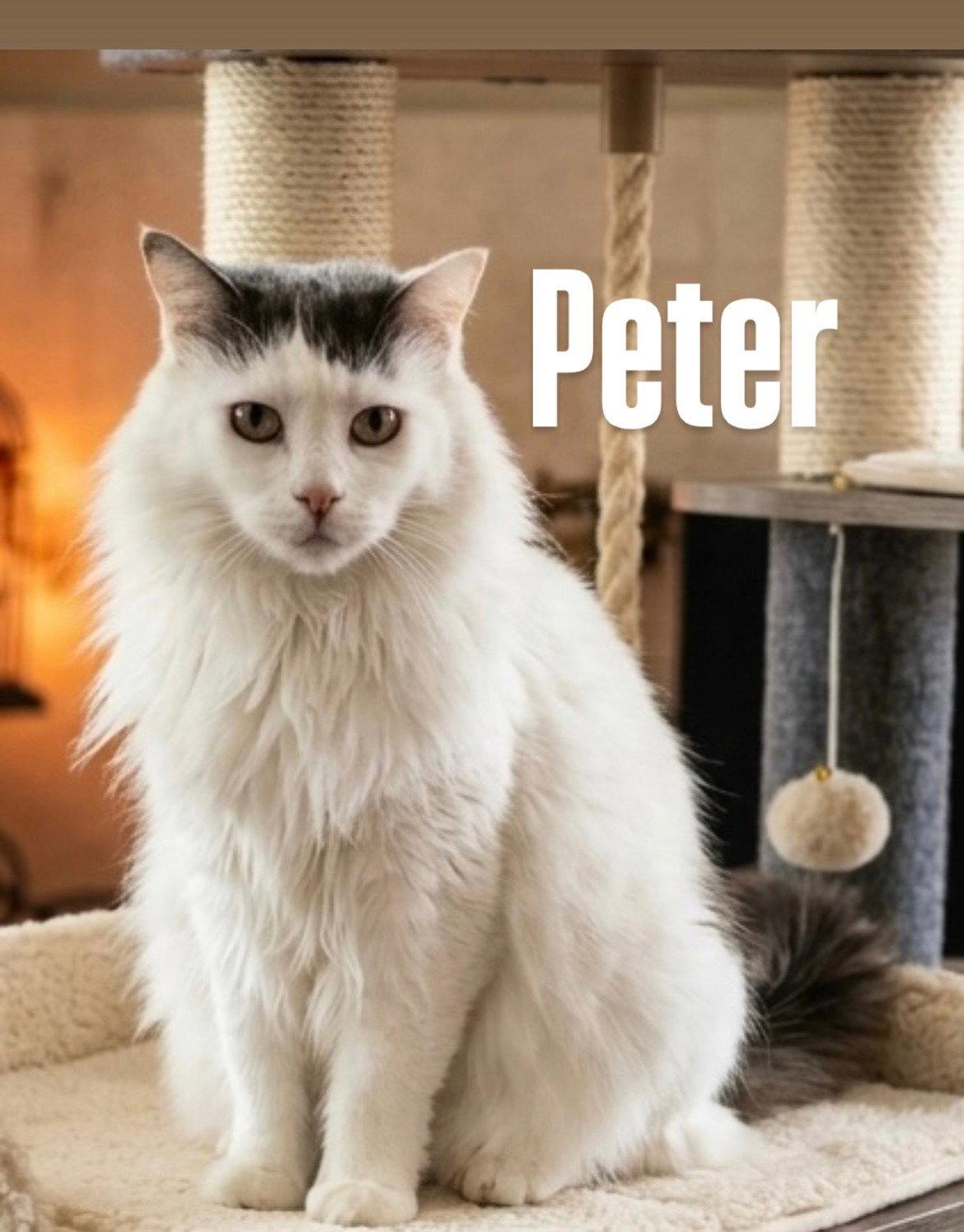 Enlarge Peter, a Adoptable Domestic Long Hair in Chandler, AZ image 1/3