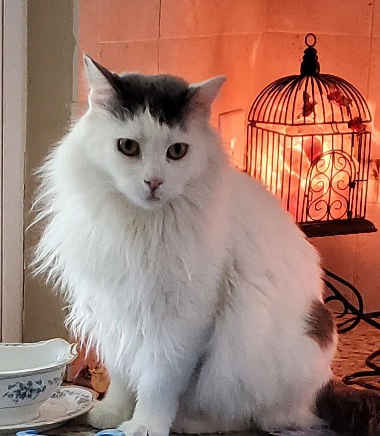 Enlarge Peter, a Adoptable Domestic Long Hair in Chandler, AZ image 3/3