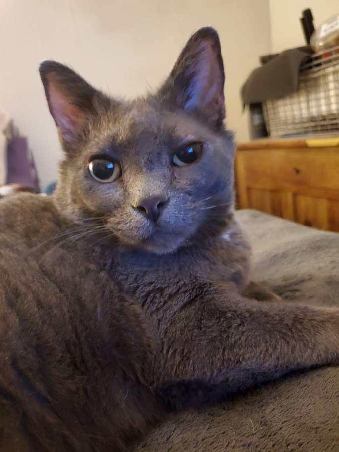 Earl Grey, a Adoptable Domestic Short Hair in Blaine, MN image 1/3