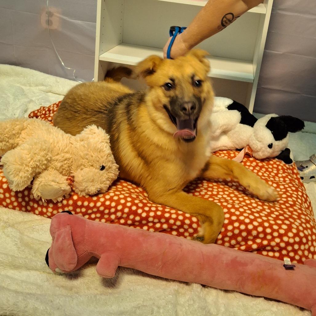 Enlarge Dollie, a Adoptable mixed breed in South Houston, TX image 1/1