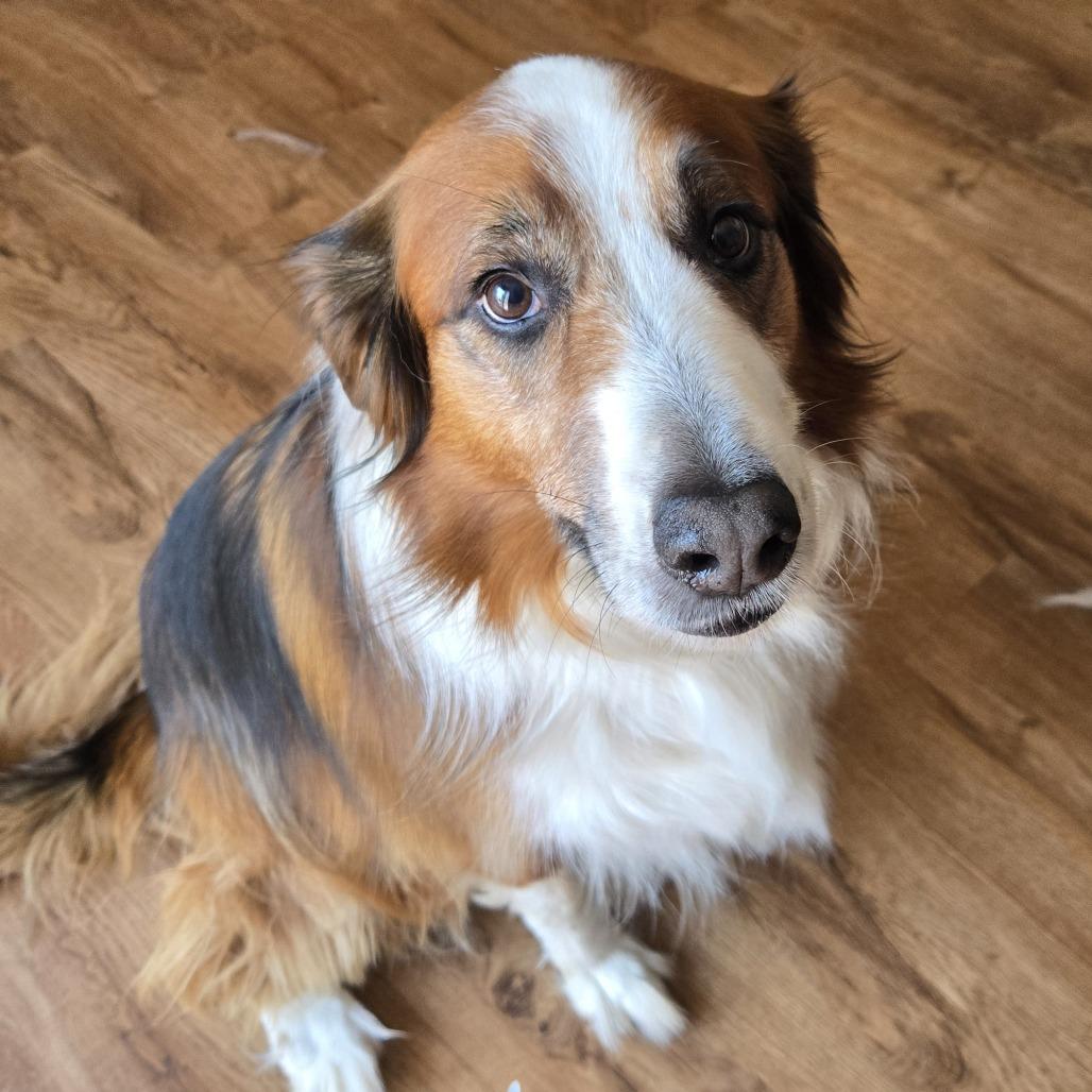 Troy - Home to Home, Adoptable, Senior Male English Shepherd.