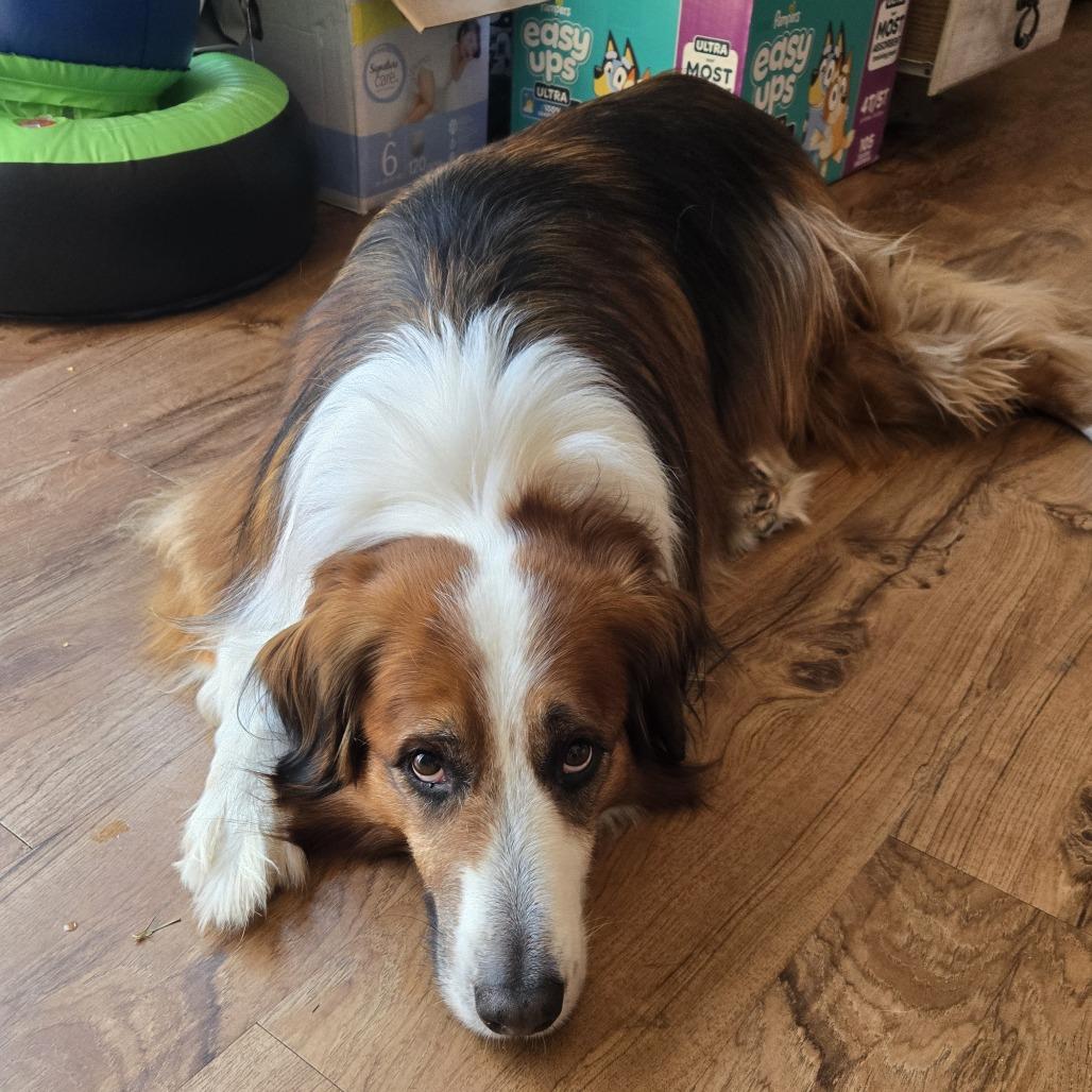 Enlarge Troy - Home to Home, a Adoptable English Shepherd in South Elgin, IL image 2/2