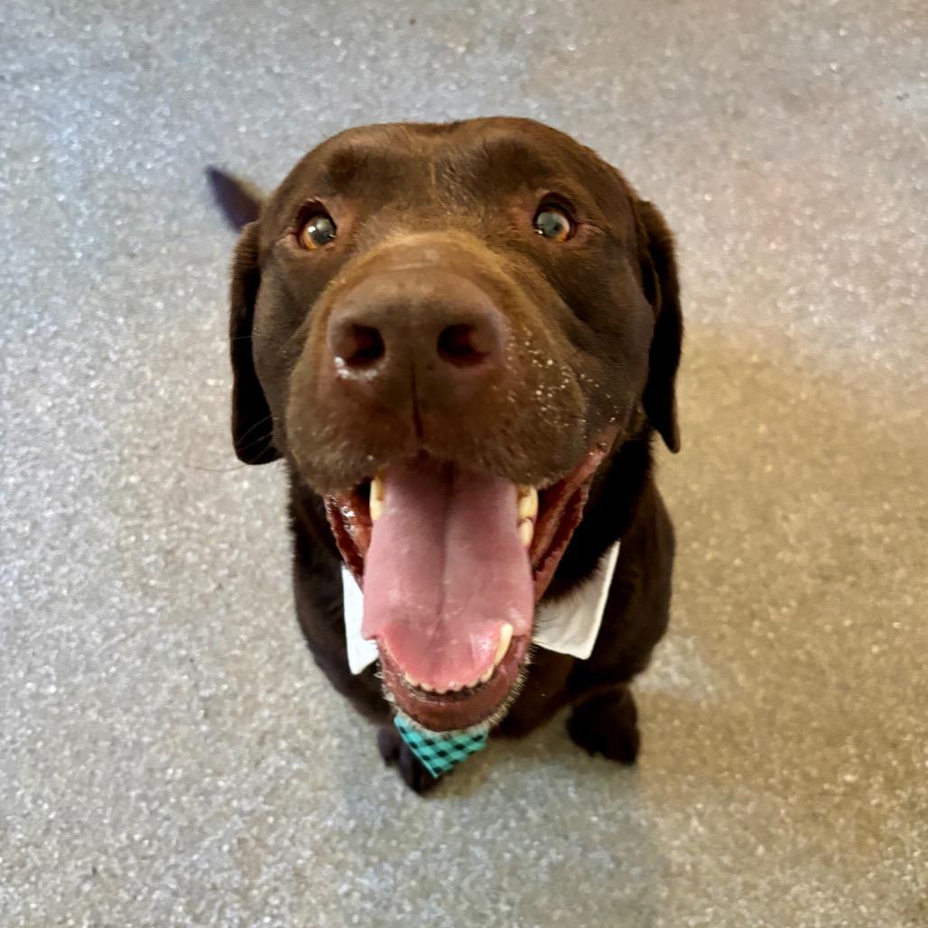 Jack, a Adoptable mixed breed in Metamora, MI image 2/6