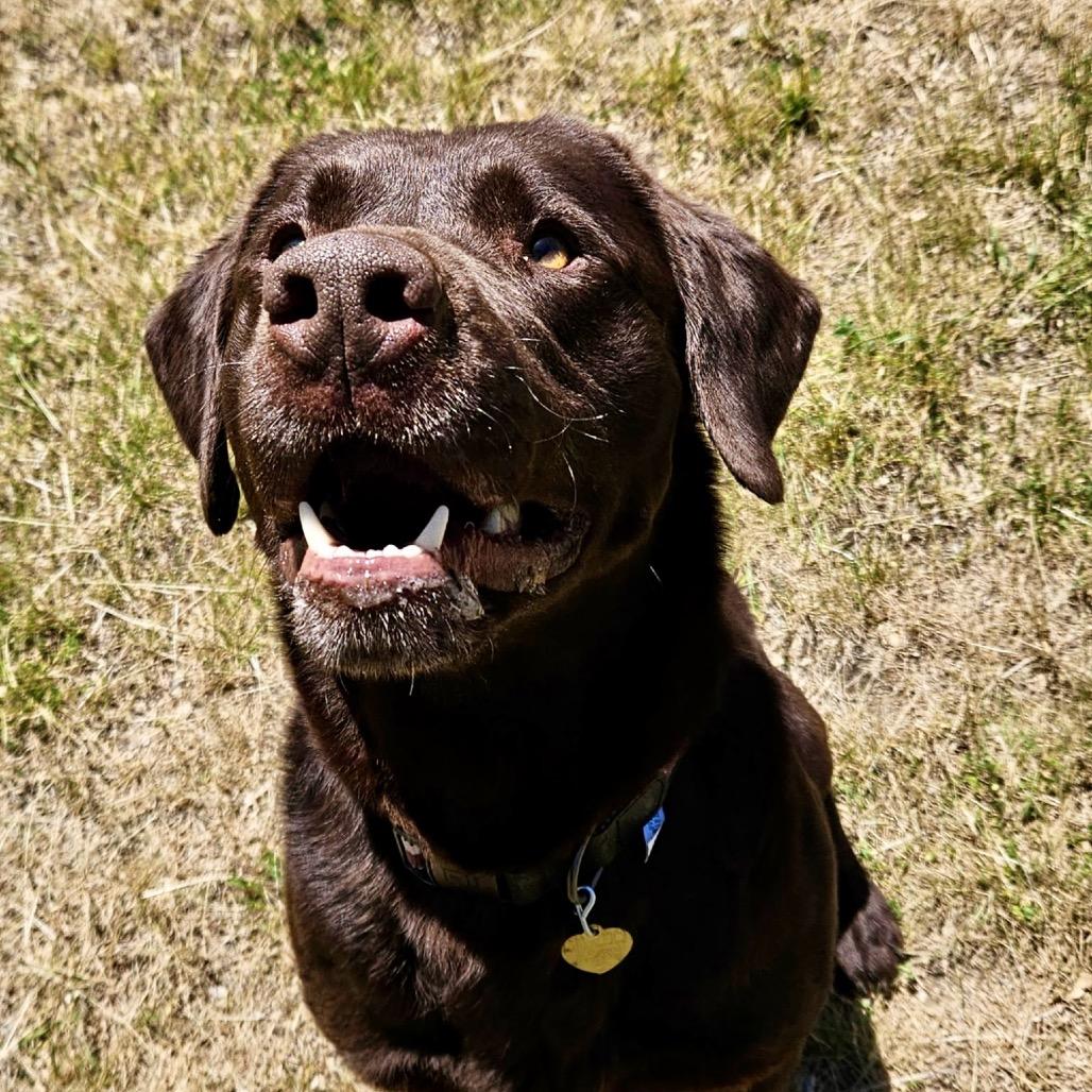 Jack, a Adoptable mixed breed in Metamora, MI image 5/6