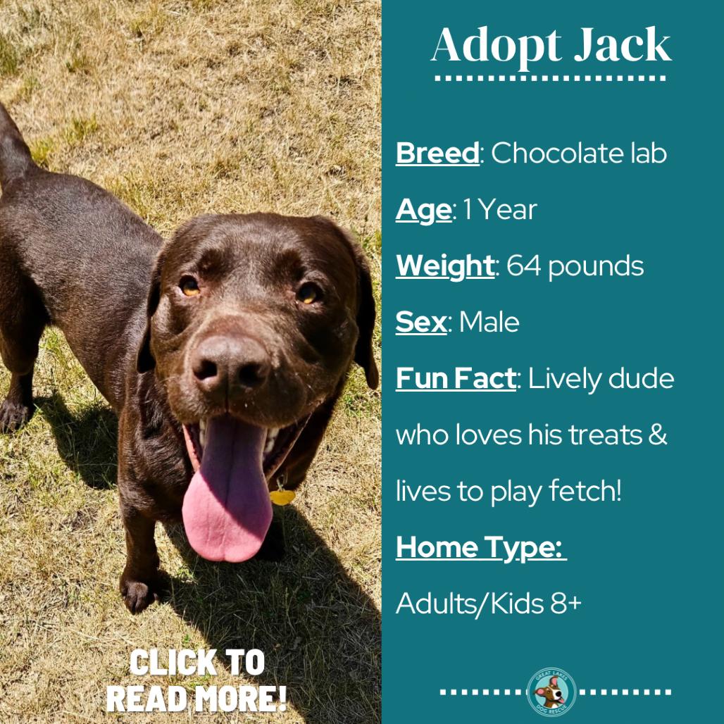 Jack, a Adoptable mixed breed in Metamora, MI image 6/6