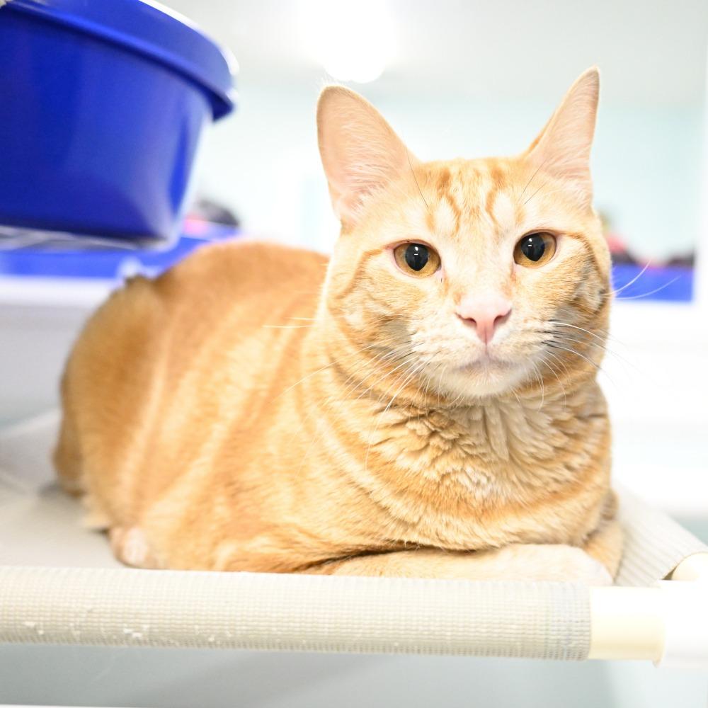 Enlarge Bama, a Adoptable Domestic Short Hair in Mobile, AL image 1/6