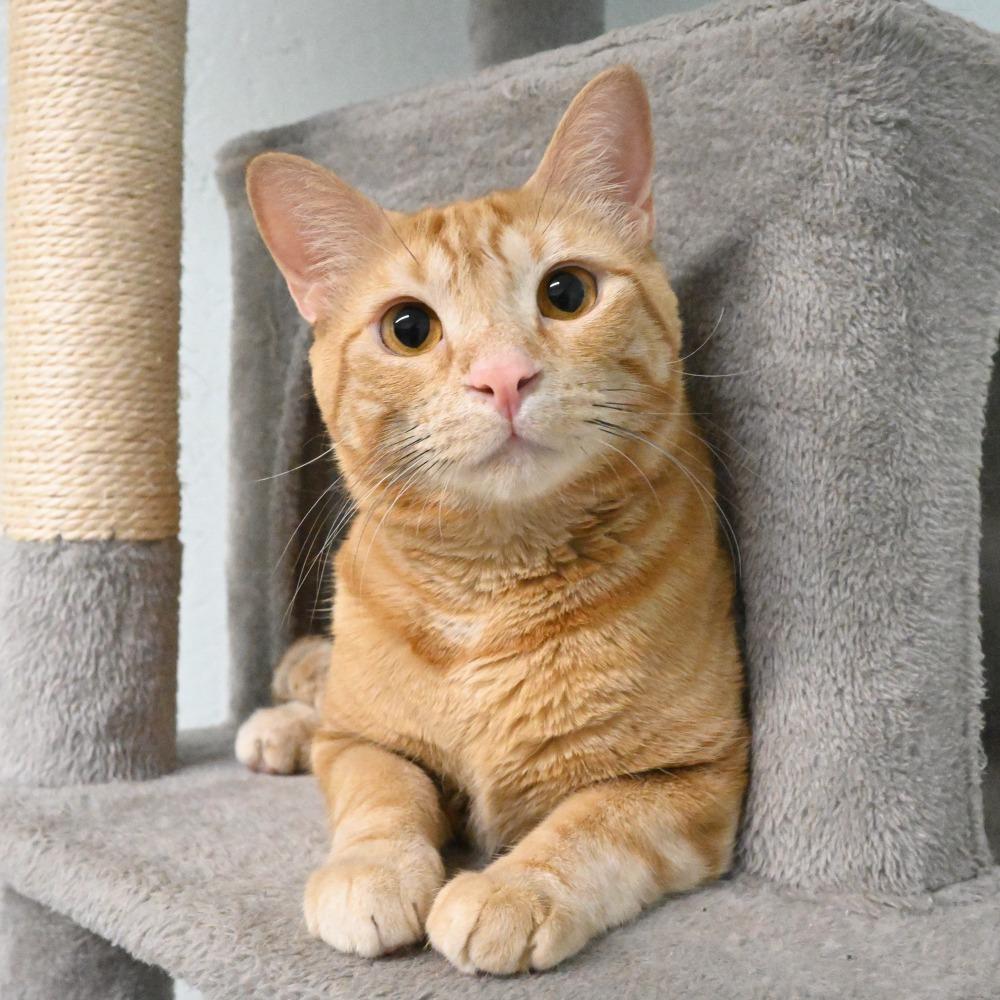 Bama, a Adoptable Domestic Short Hair in Mobile, AL image 1/6