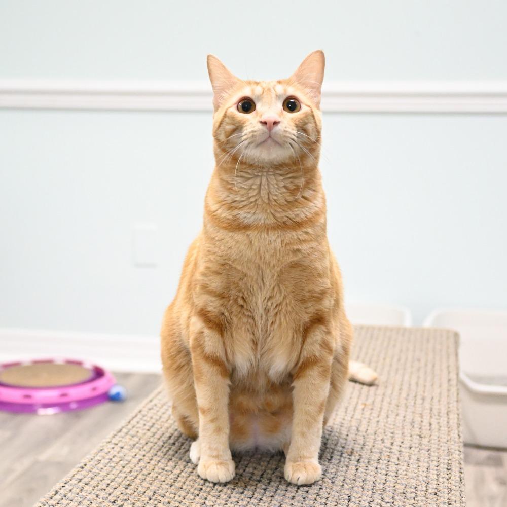 Enlarge Bama, a Adoptable Domestic Short Hair in Mobile, AL image 2/6