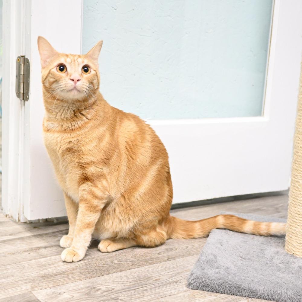 Enlarge Bama, a Adoptable Domestic Short Hair in Mobile, AL image 3/6