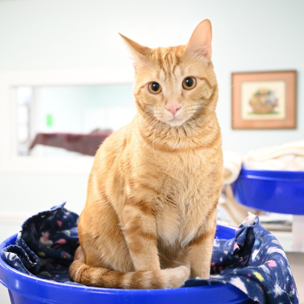 Enlarge Bama, a Adoptable Domestic Short Hair in Mobile, AL image 4/6