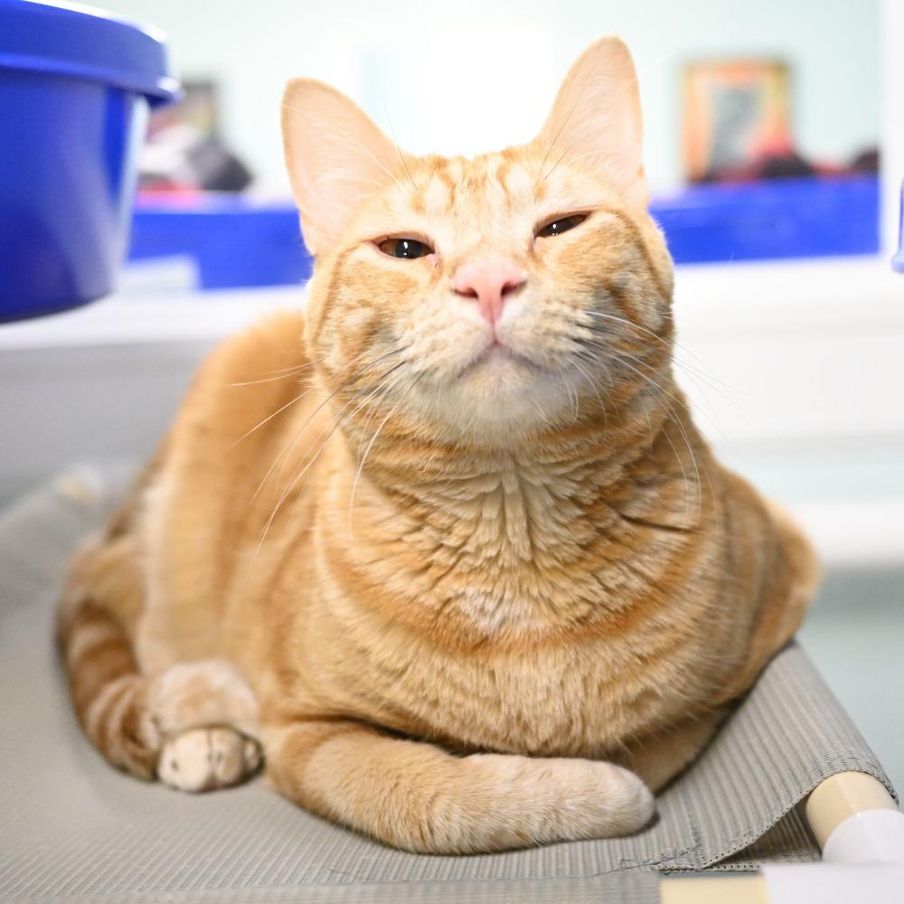 Enlarge Bama, a Adoptable Domestic Short Hair in Mobile, AL image 5/6