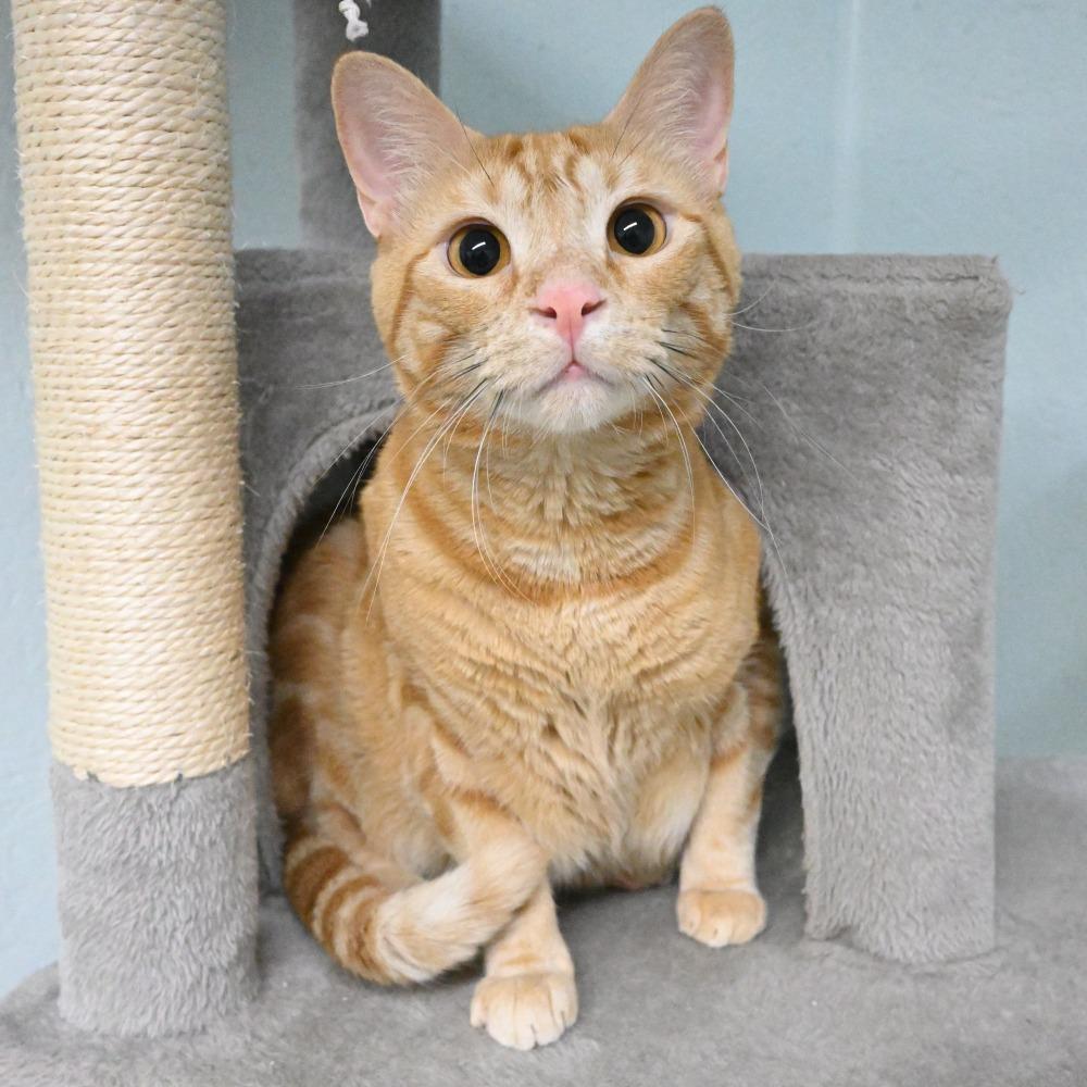 Bama, a Adoptable Domestic Short Hair in Mobile, AL image 5/6