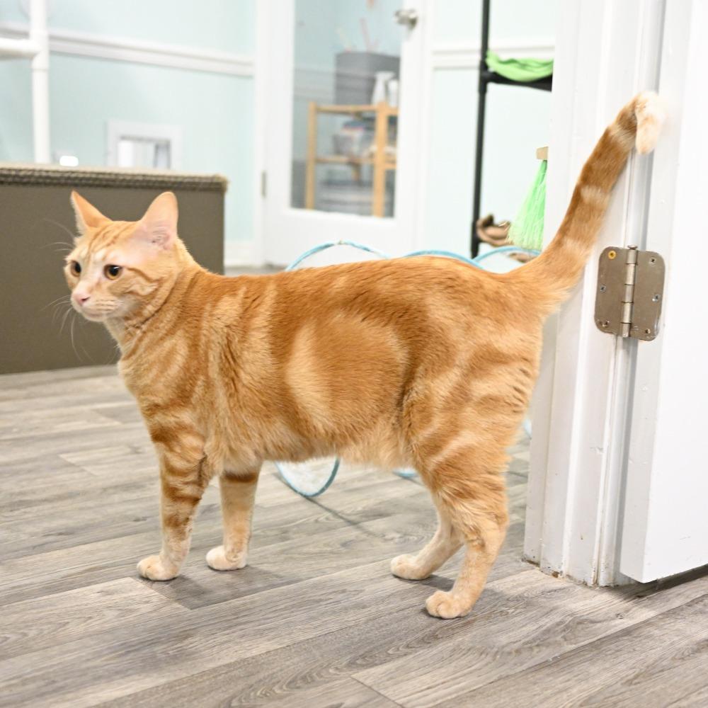 Enlarge Bama, a Adoptable Domestic Short Hair in Mobile, AL image 6/6