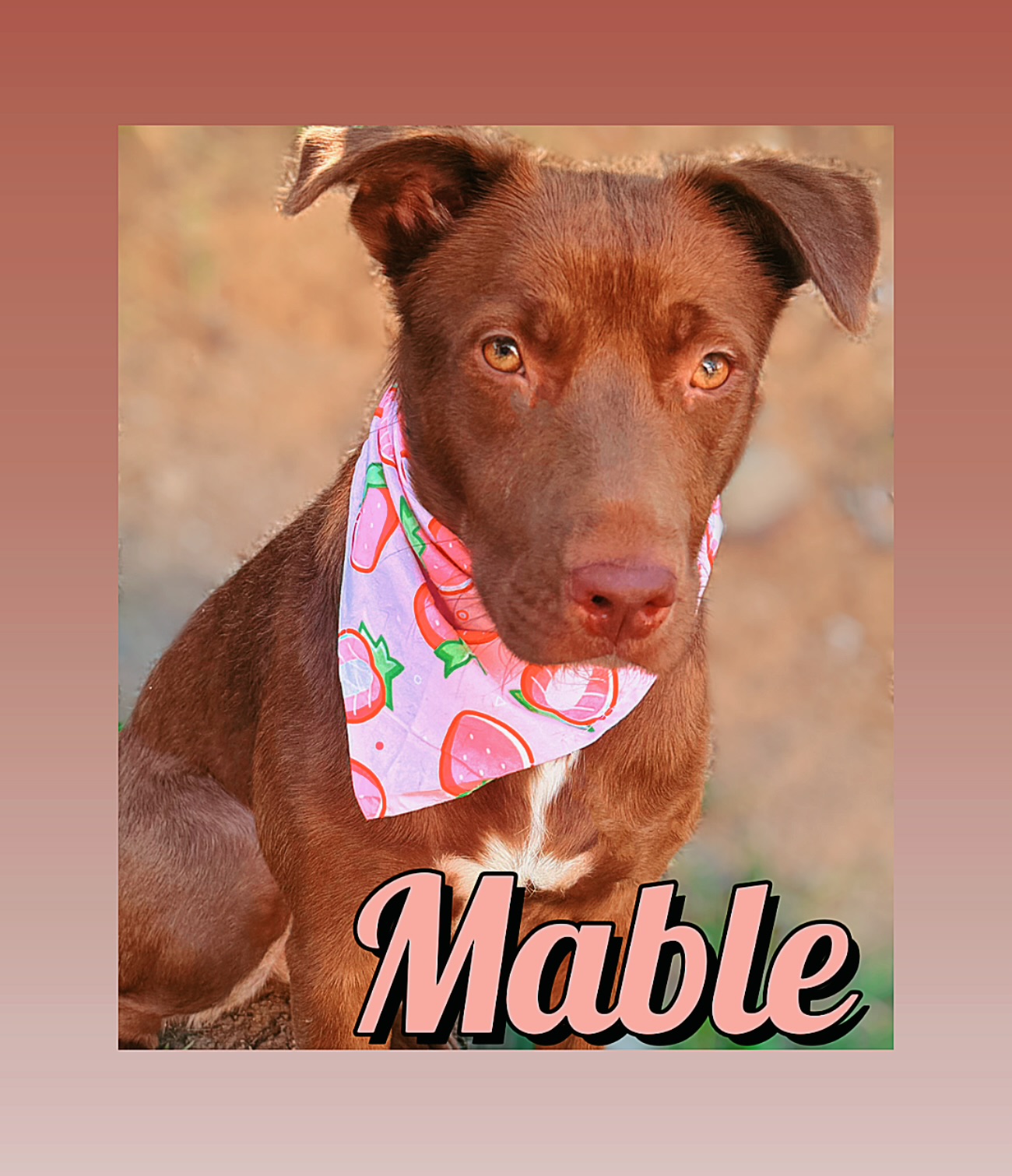 Dog for adoption Mable, a Chocolate Labrador Retriever Mix in Orange