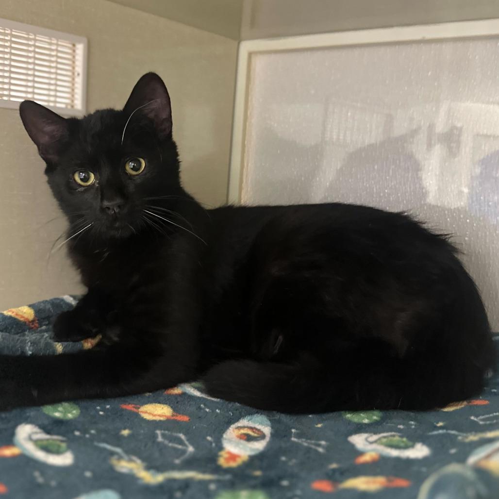 Enlarge Frank, a Adoptable Domestic Short Hair in Sunnyvale, CA image 1/3