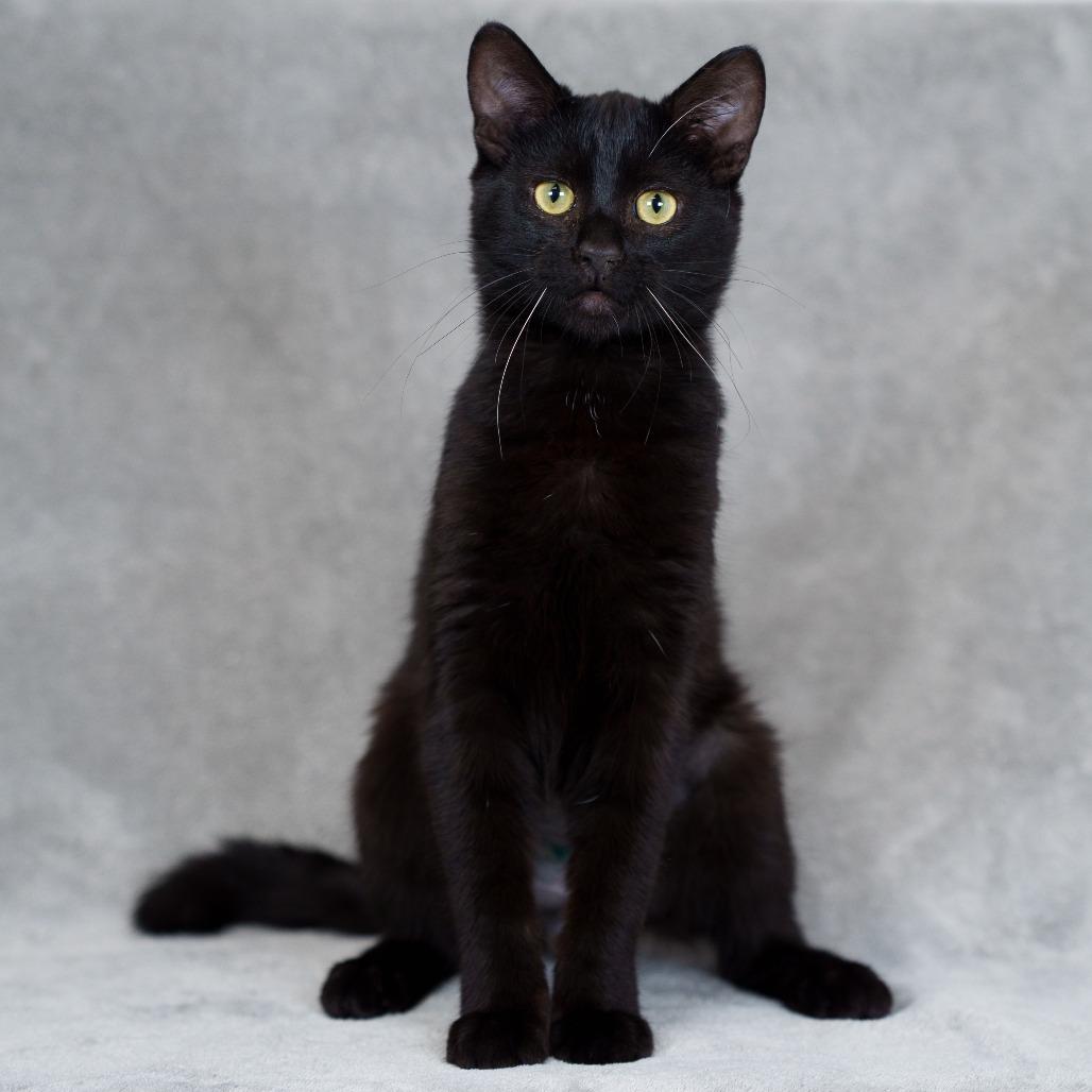 Enlarge Frank, a Adoptable Domestic Short Hair in Sunnyvale, CA image 2/3