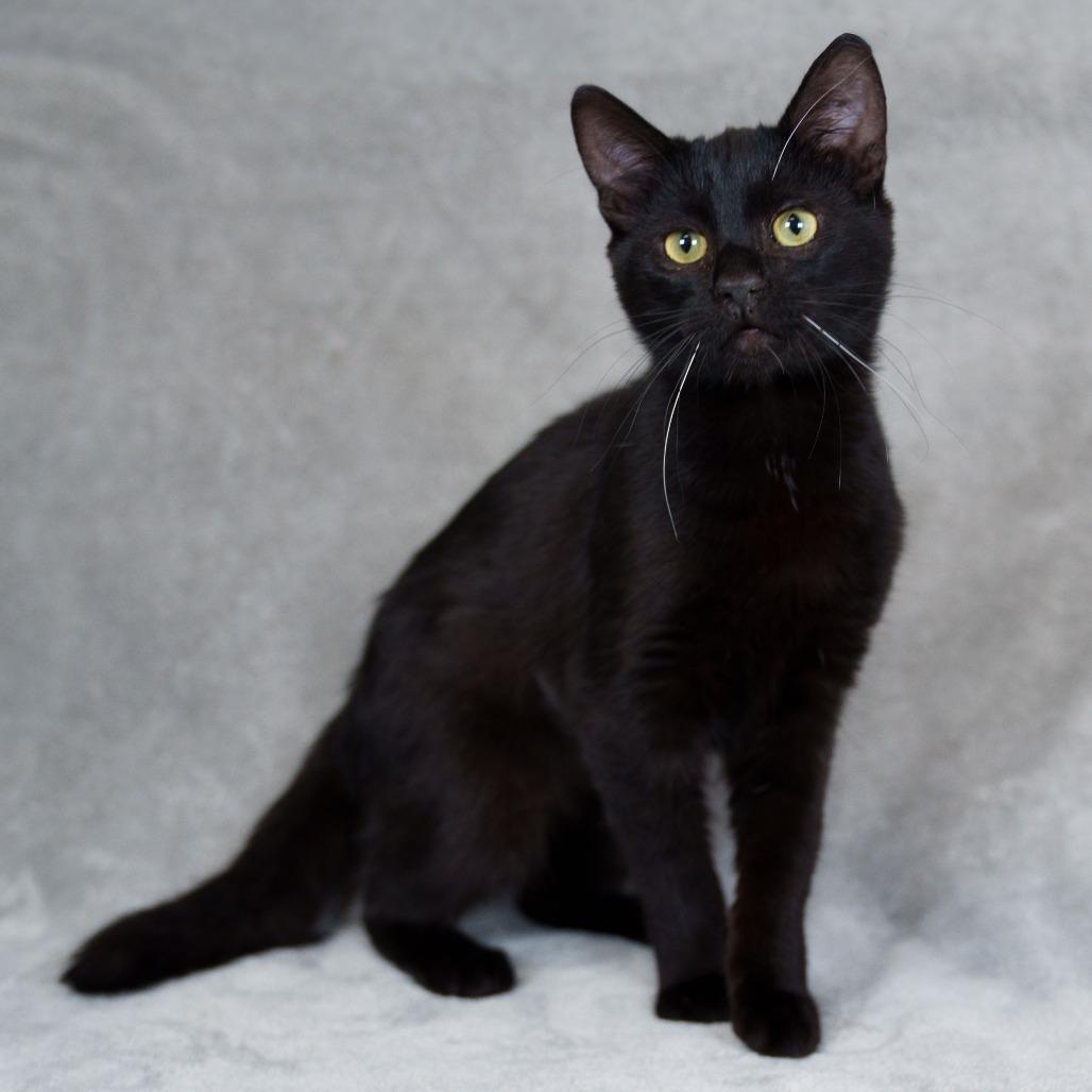 Enlarge Frank, a Adoptable Domestic Short Hair in Sunnyvale, CA image 3/3