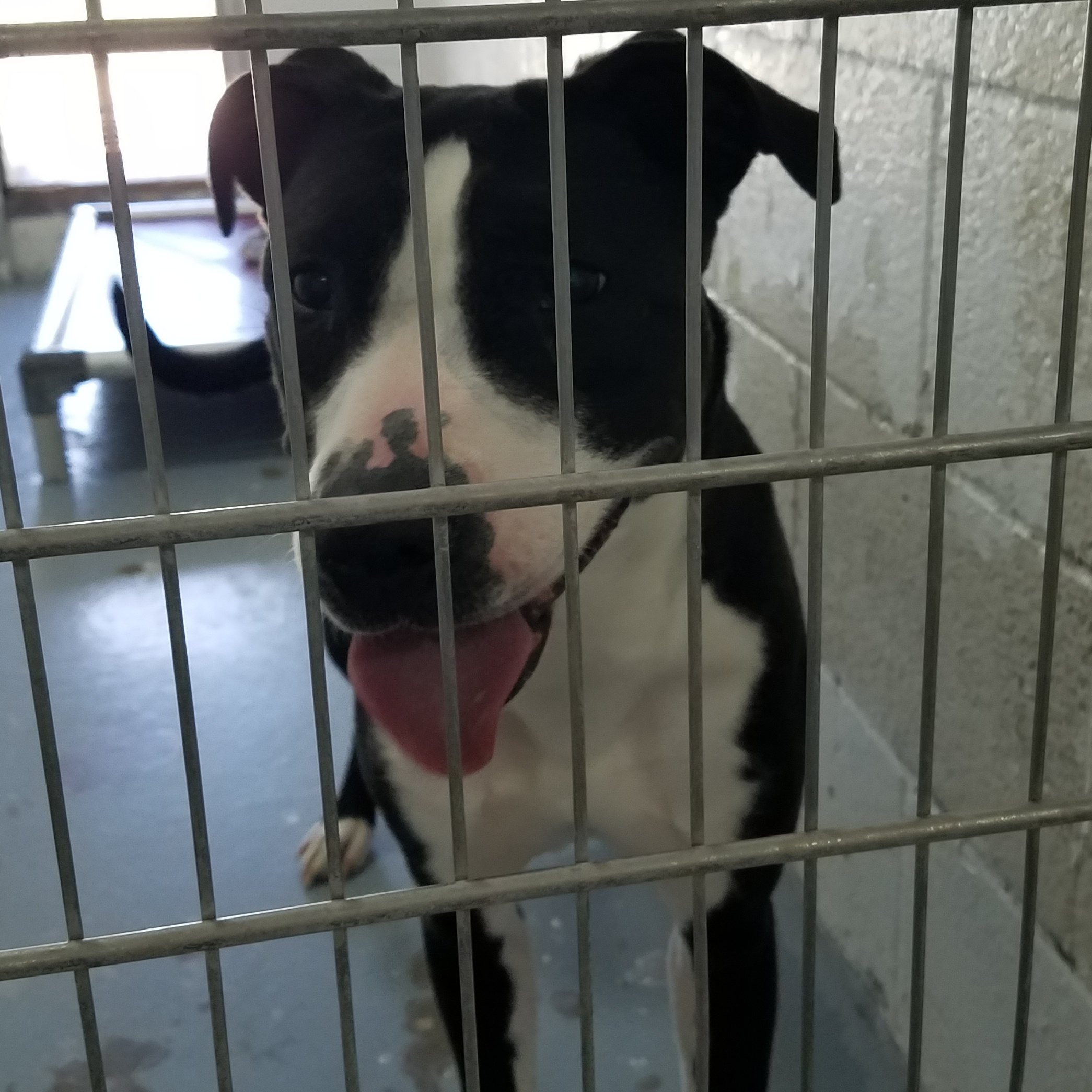 Dog for adoption 176592 Maggie, a Pit Bull Terrier in Ravenna, OH