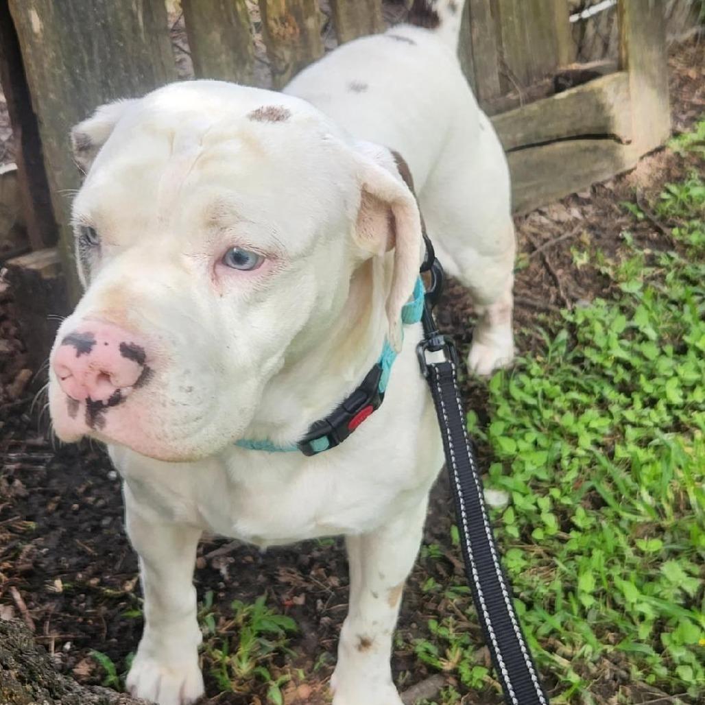 Enlarge Mickey, a Adoptable mixed breed in New Orleans, LA image 5/6