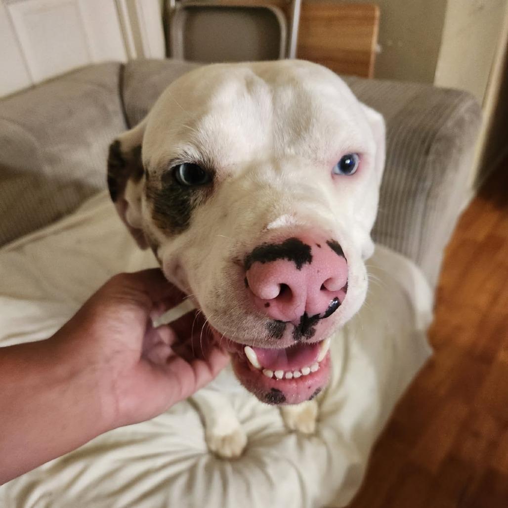 Enlarge Mickey, a Adoptable mixed breed in New Orleans, LA image 3/6