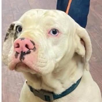 Enlarge Mickey, a Adoptable mixed breed in New Orleans, LA image 6/6