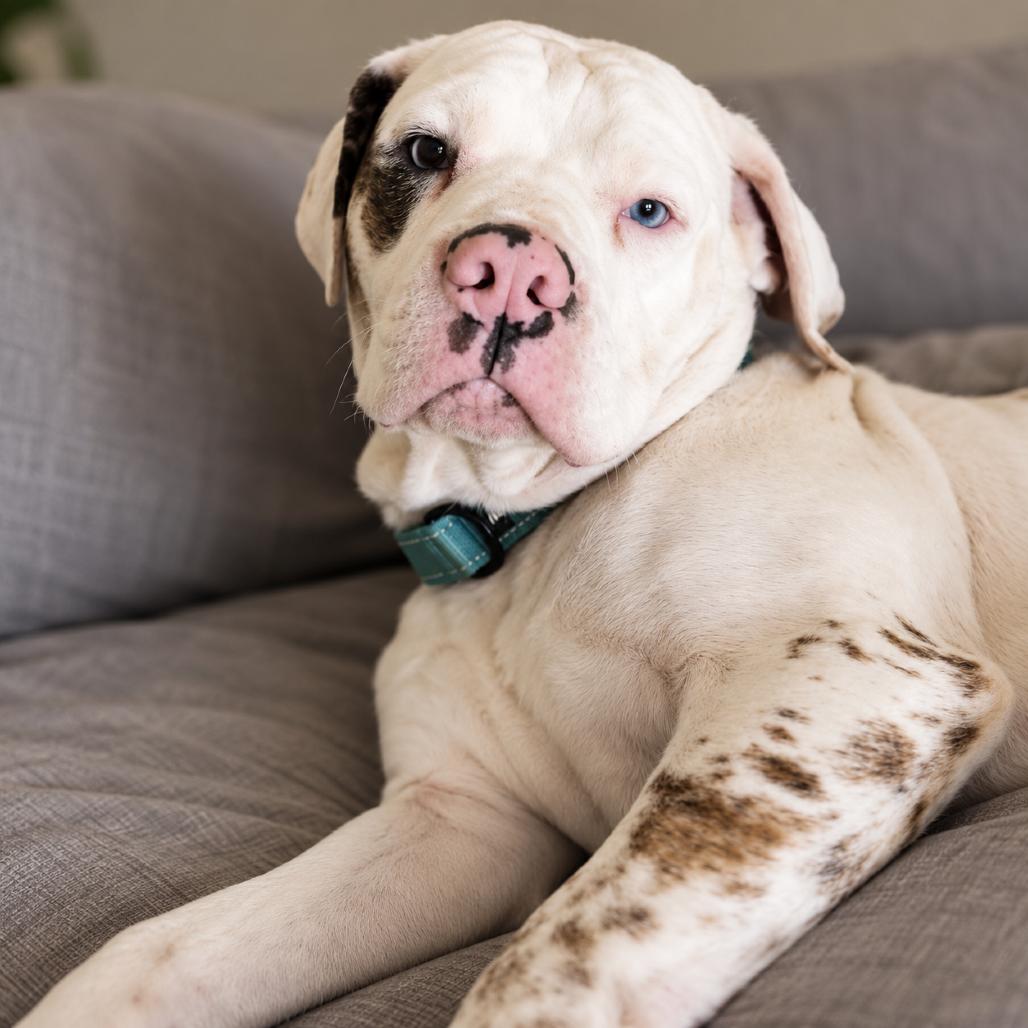 Enlarge Mickey, a Adoptable mixed breed in New Orleans, LA image 2/6