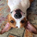 Minnie, Adoptable, Adult Female Mixed Breed.