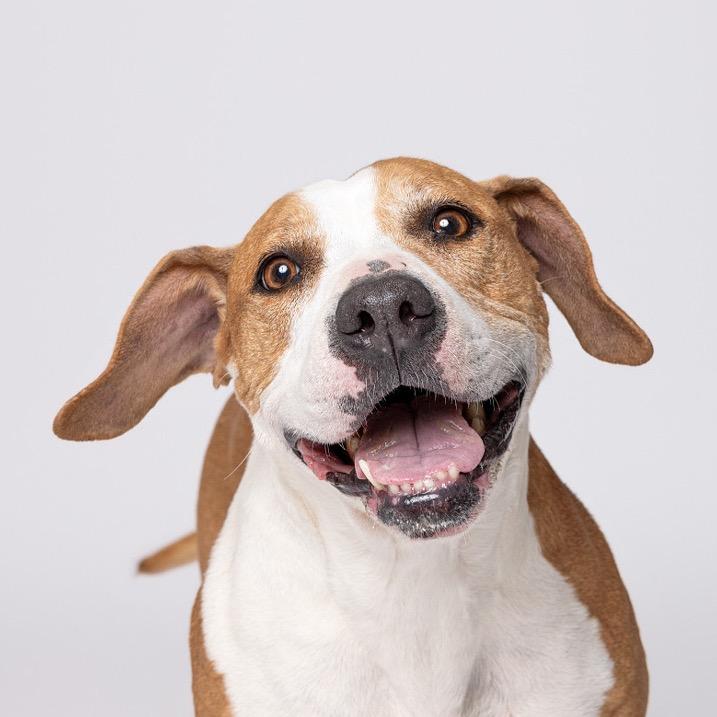 Enlarge Minnie, a Adoptable Mixed Breed in Leander, TX image 2/6