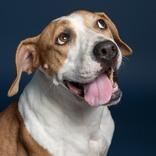 Enlarge Minnie, a Adoptable Mixed Breed in Leander, TX image 3/6