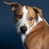 Enlarge Minnie, a Adoptable Mixed Breed in Leander, TX image 4/6
