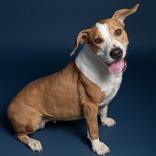 Enlarge Minnie, a Adoptable Mixed Breed in Leander, TX image 5/6
