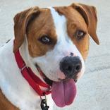 Enlarge Minnie, a Adoptable Mixed Breed in Leander, TX image 6/6