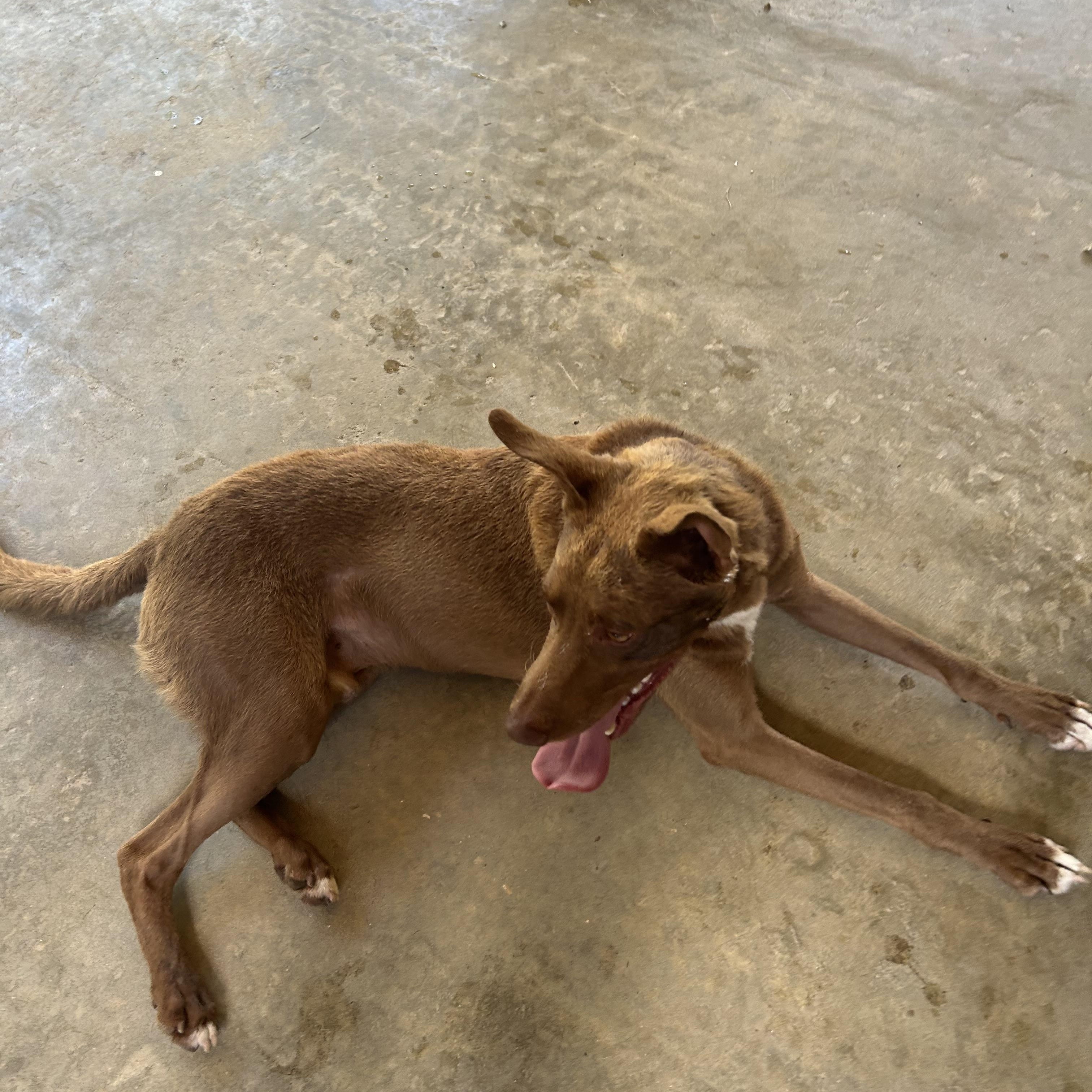 Enlarge Scotty, a Adoptable mixed breed in Darien, GA image 4/4