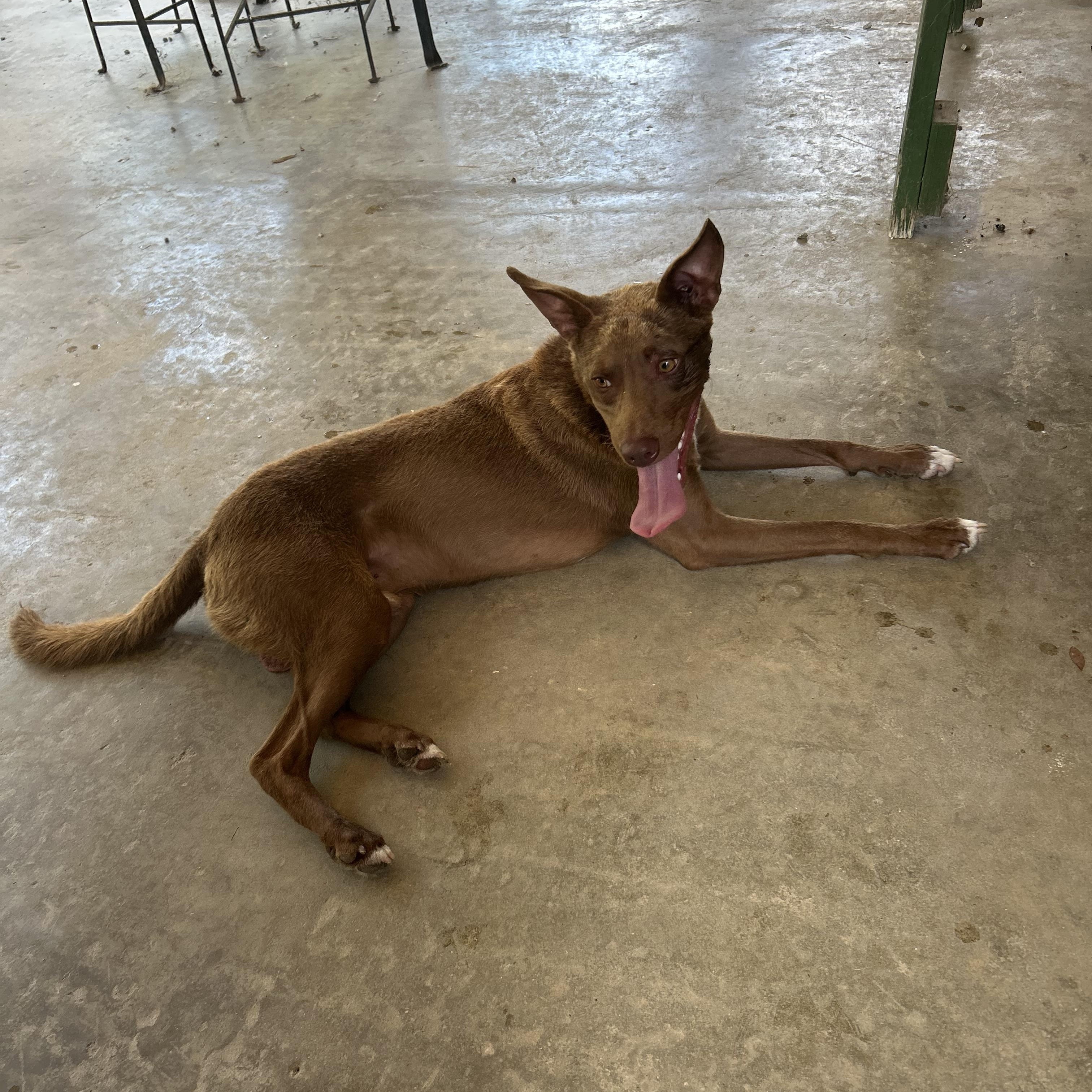 Enlarge Scotty, a Adoptable mixed breed in Darien, GA image 3/4