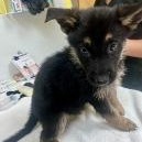 Judo, adopted, Puppy Male German Shepherd Dog.