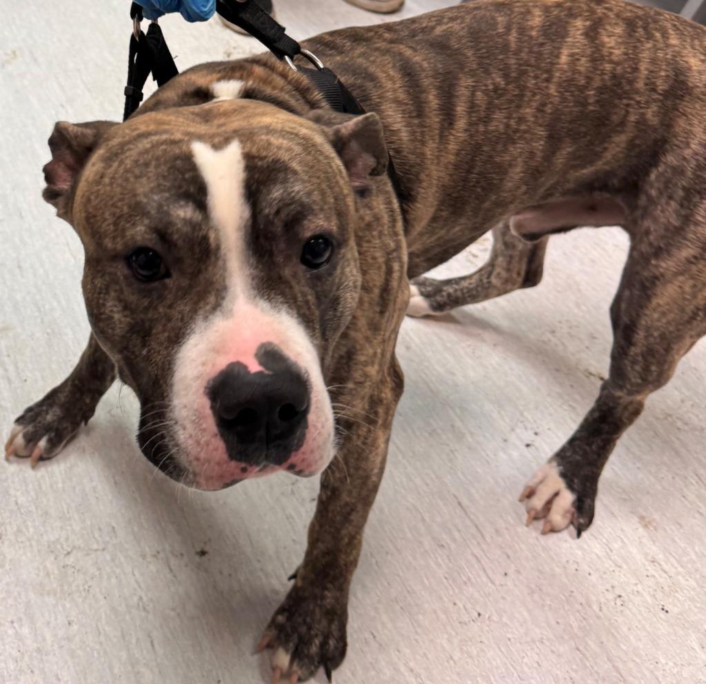 Enlarge Opie, a Adoptable Pit Bull Terrier in Kenai, AK image 1/2