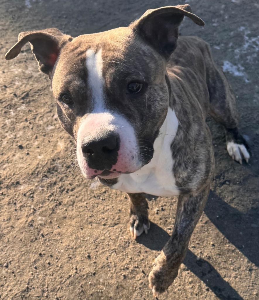 Enlarge Opie, a Adoptable Pit Bull Terrier in Kenai, AK image 2/2