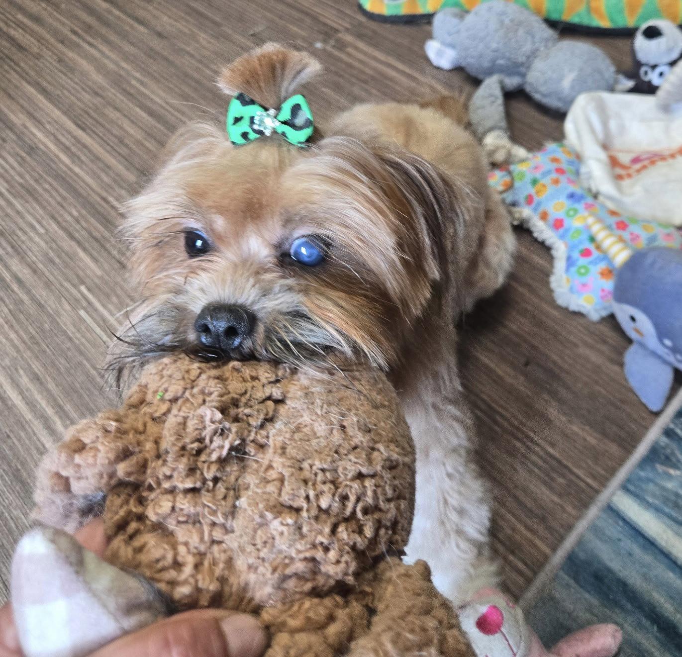 Ms. Jelly Bean, Adoptable, Young Female Shih Tzu & Yorkshire Terrier.
