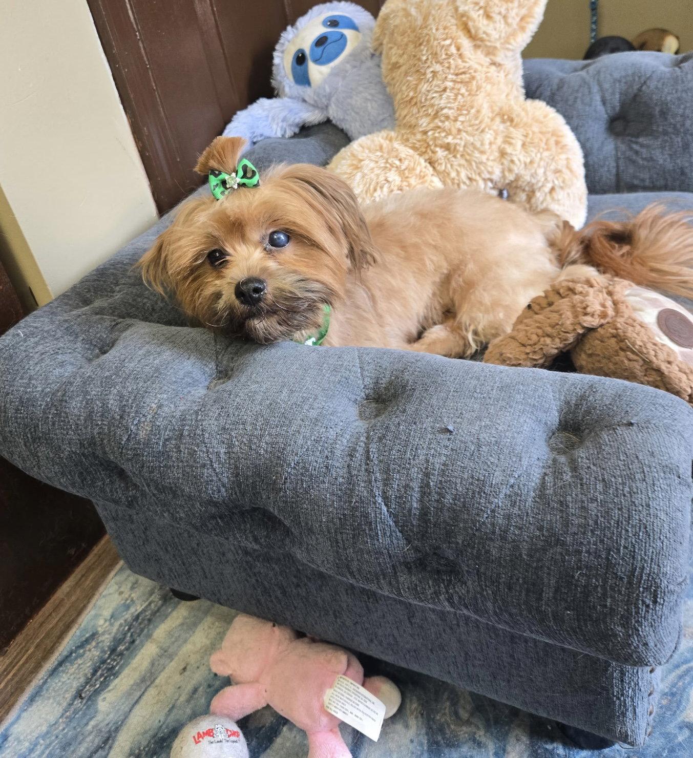 Enlarge Ms. Jelly Bean, a Adoptable mixed breed in Flushing, NY image 2/2