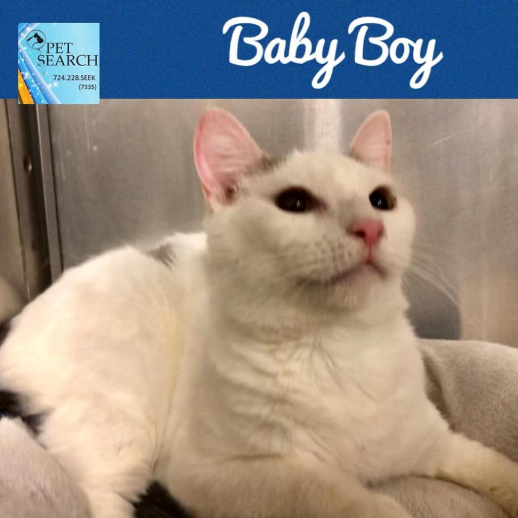 Enlarge Baby Boy, a Adoptable Domestic Short Hair in Washington, PA image 1/1