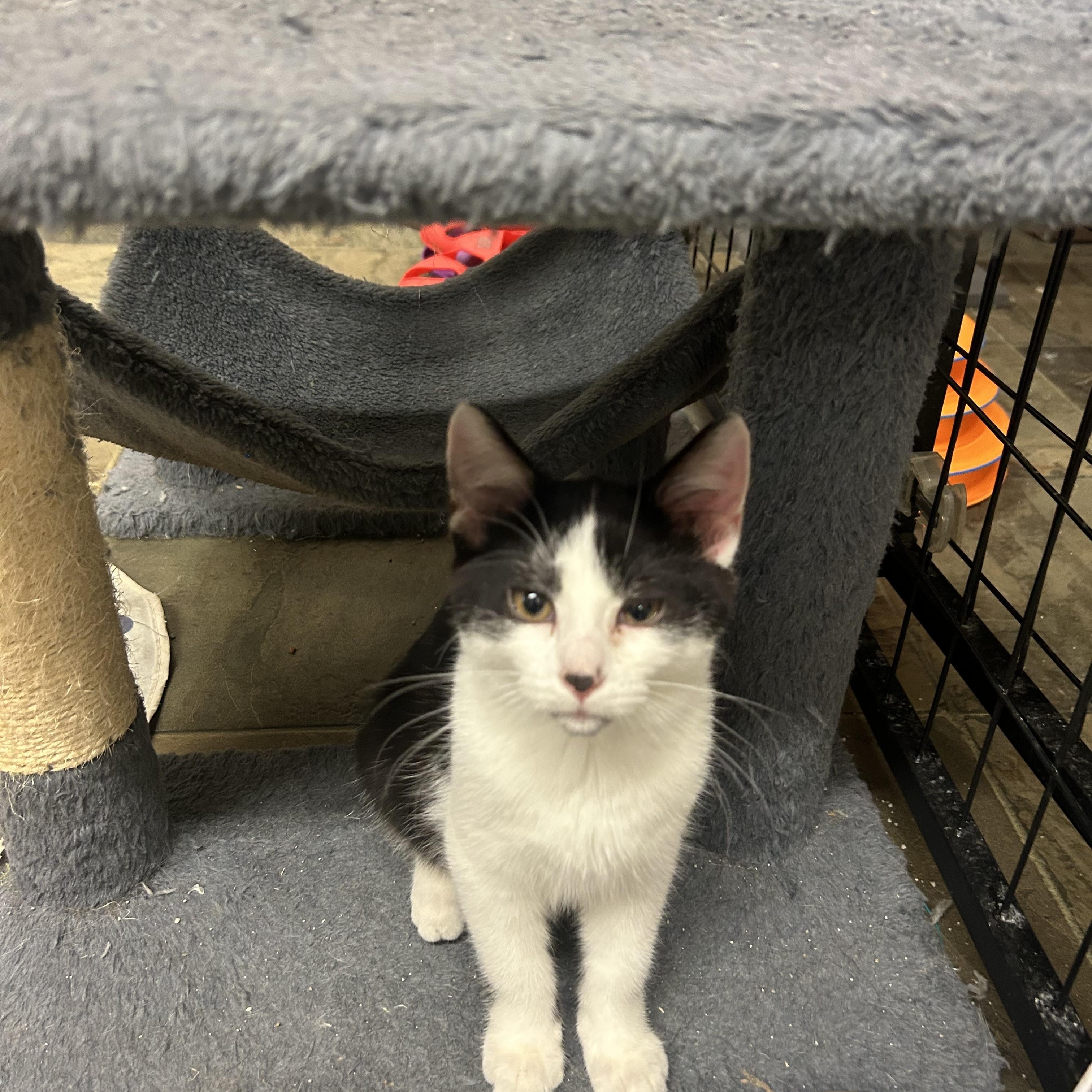 Enlarge Spot, a Adoptable Domestic Short Hair in Mauston, WI image 1/1