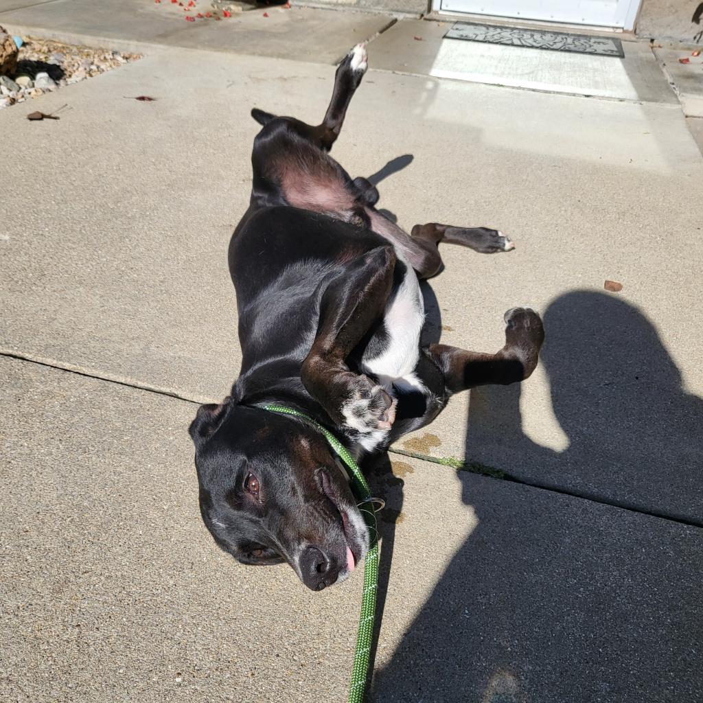 Cosmo, Adoptable, Adult Male Labrador Retriever.
