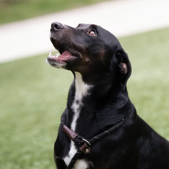 Enlarge Cosmo, a Adoptable Labrador Retriever in Belleville, IL image 2/6