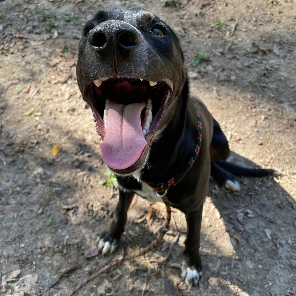 Enlarge Cosmo, a Adoptable Labrador Retriever in Belleville, IL image 3/6
