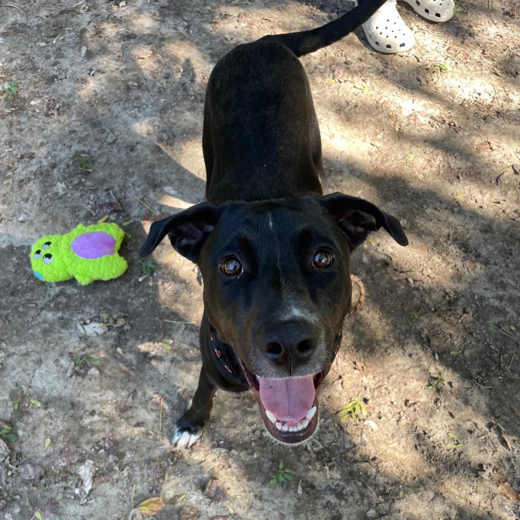 Enlarge Cosmo, a Adoptable Labrador Retriever in Belleville, IL image 5/6