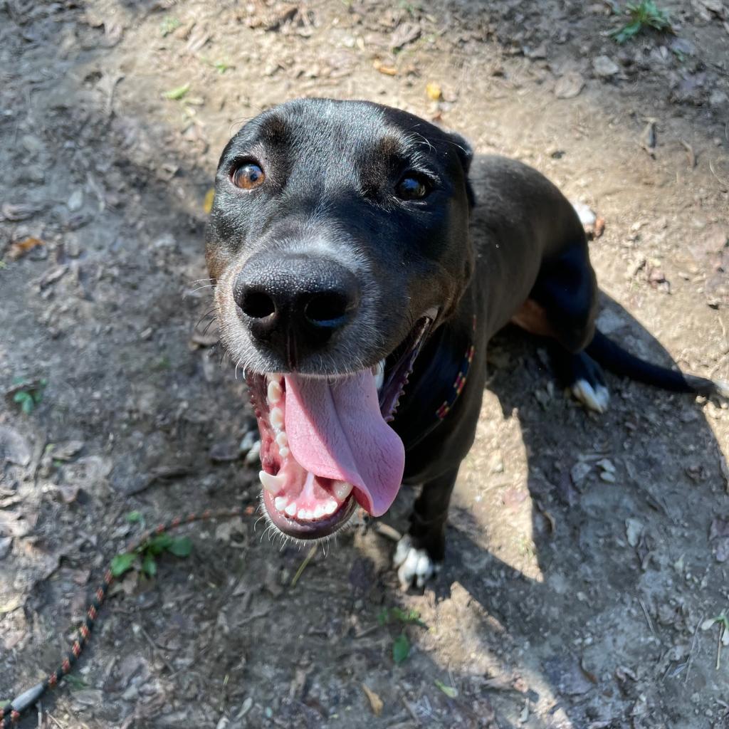 Enlarge Cosmo, a Adoptable Labrador Retriever in Belleville, IL image 6/6