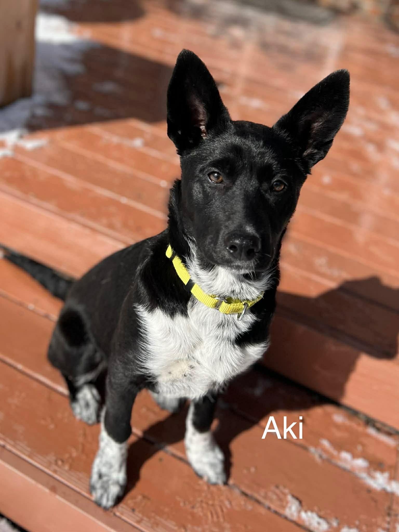 Aki (20260120-03) — thumbnail 4